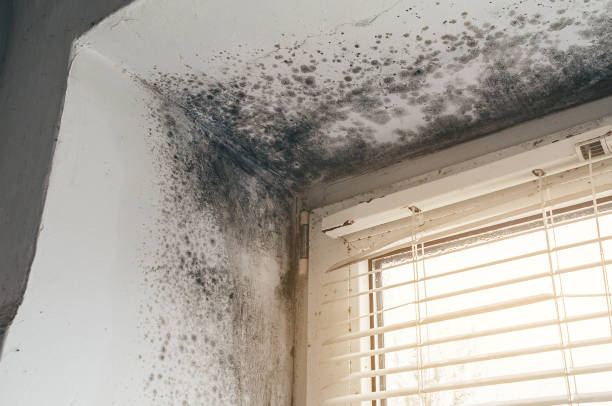 Affordable Mold Remediation solutions in Nashville, NC